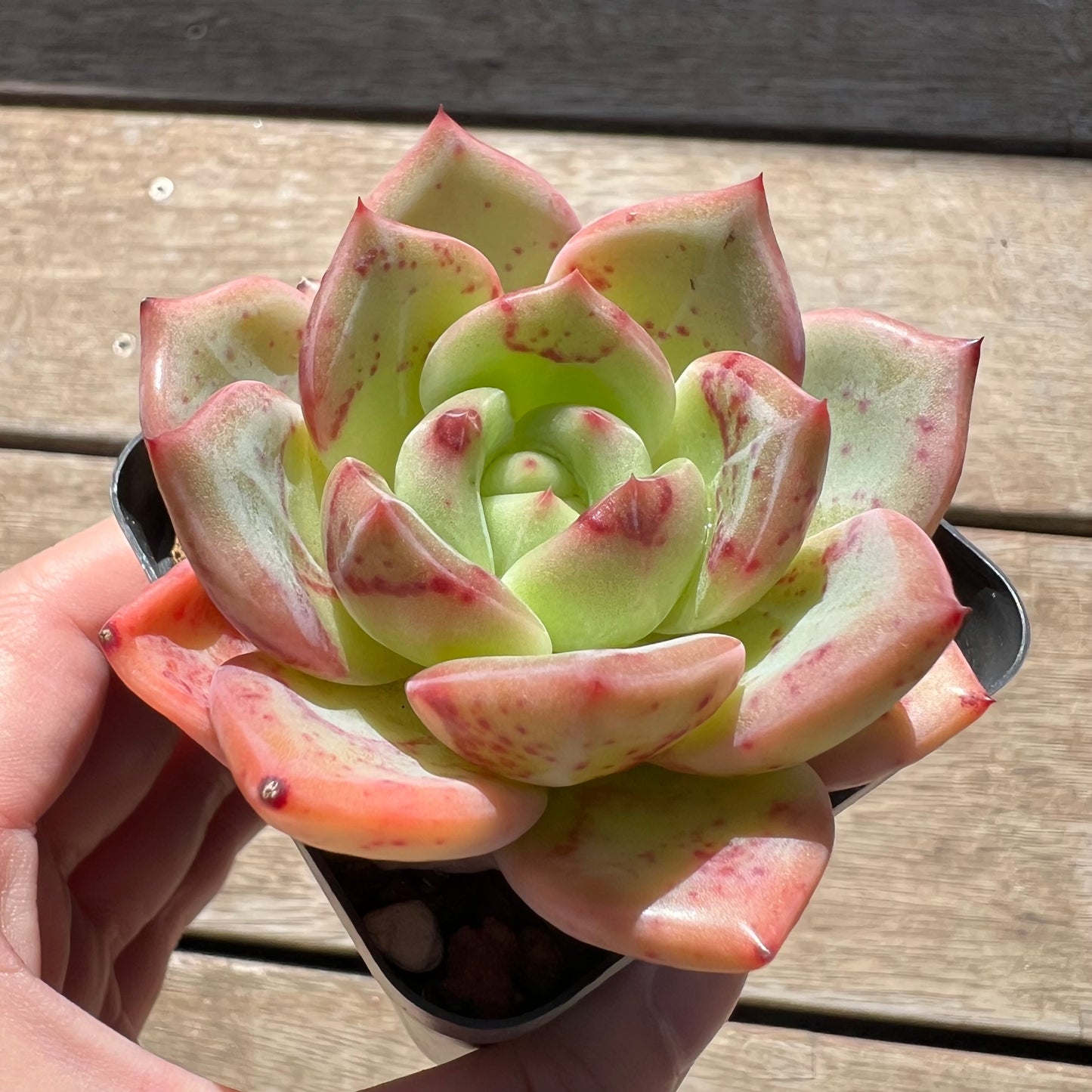 Echeveria Bloody Champagne