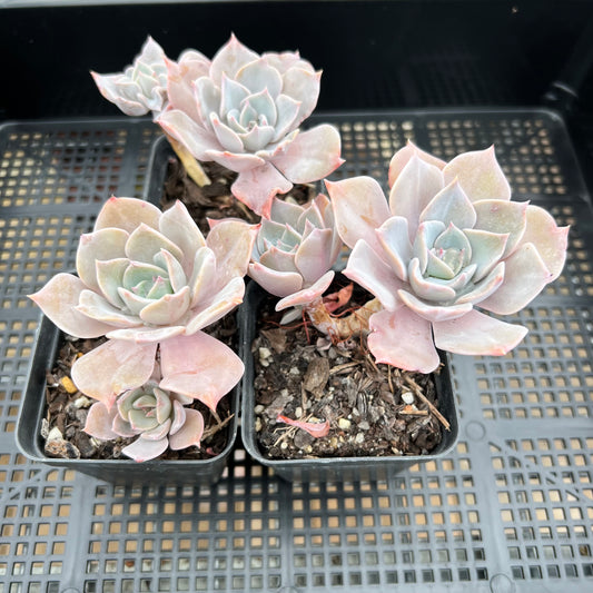 Graptoveria Coconut Ice