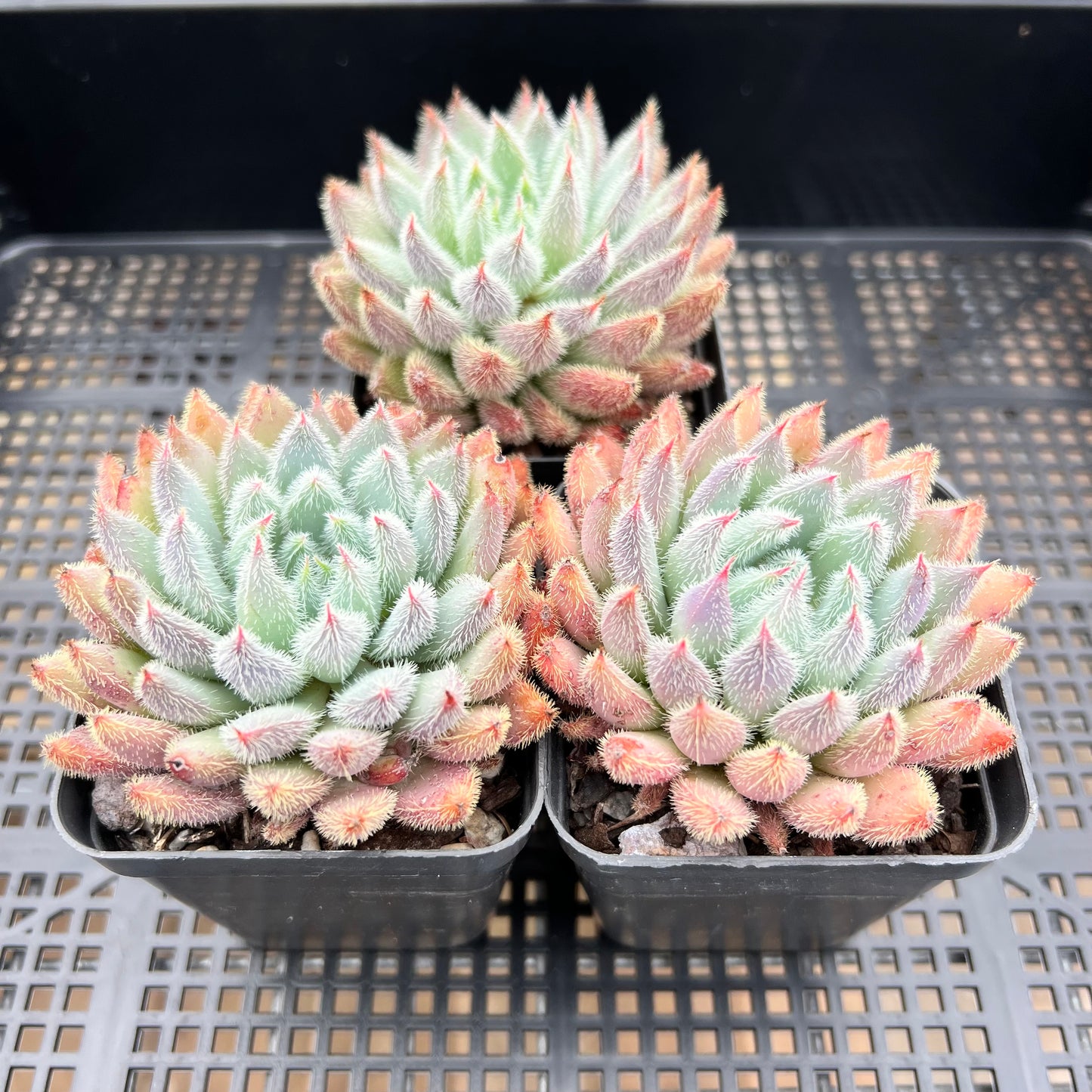 Echeveria Comet