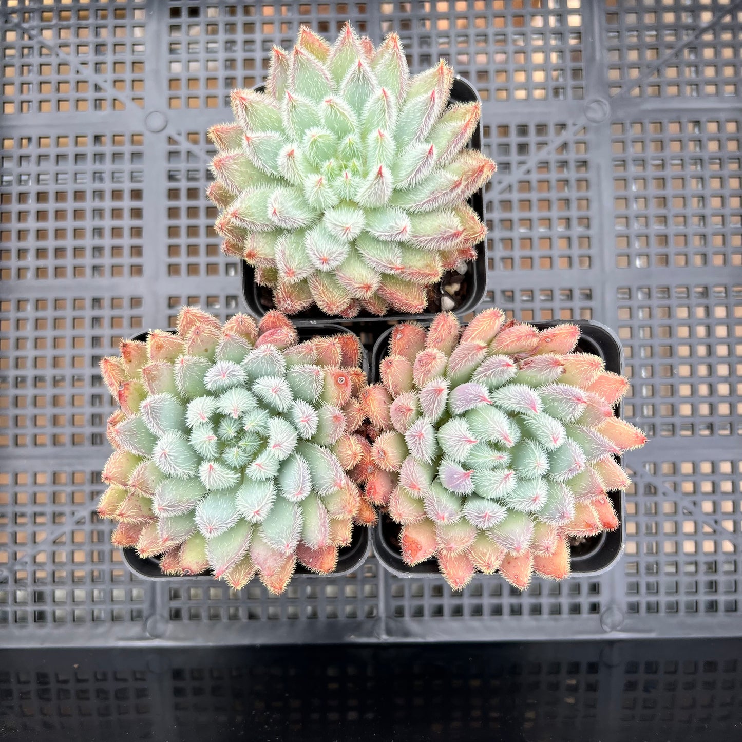 Echeveria Comet