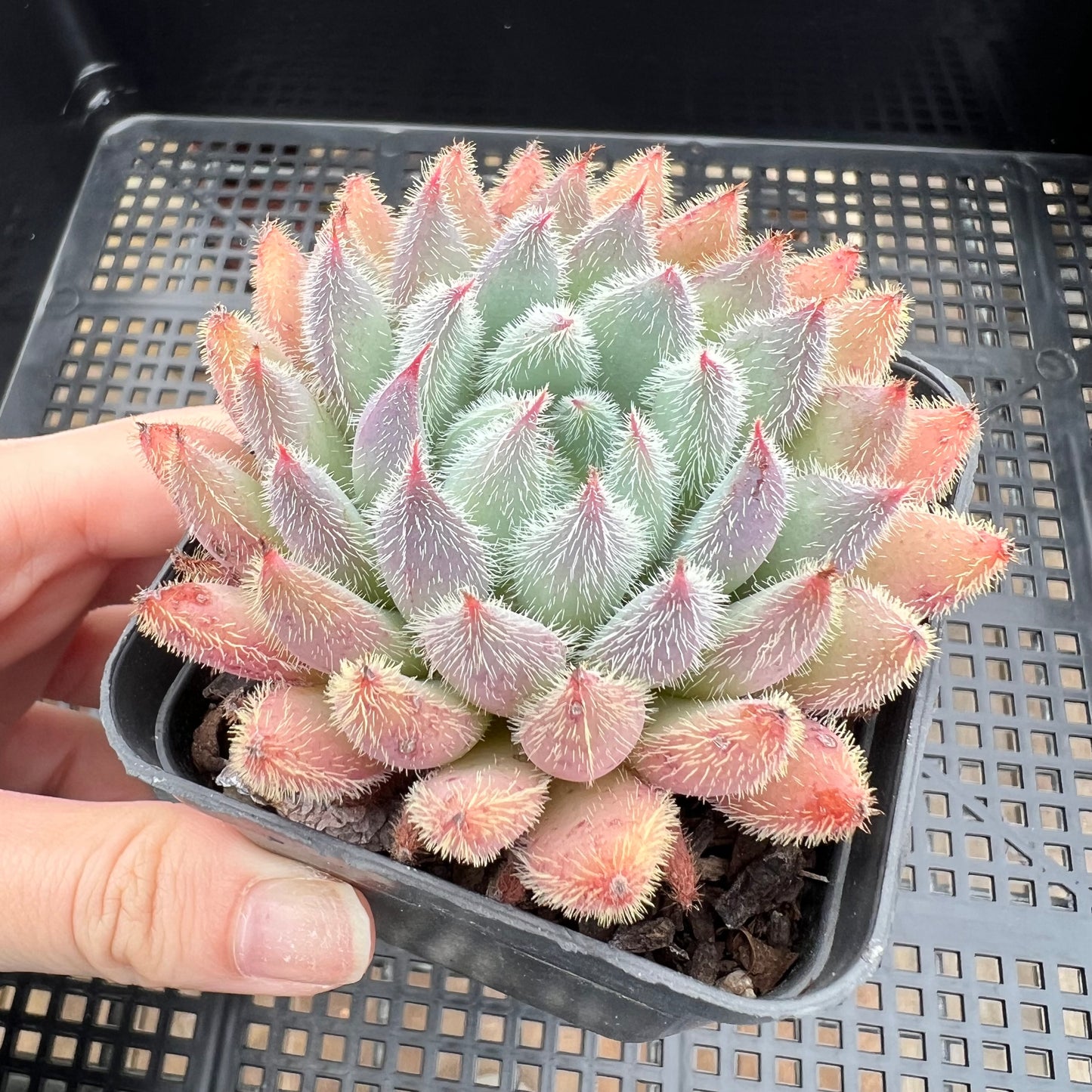 Echeveria Comet