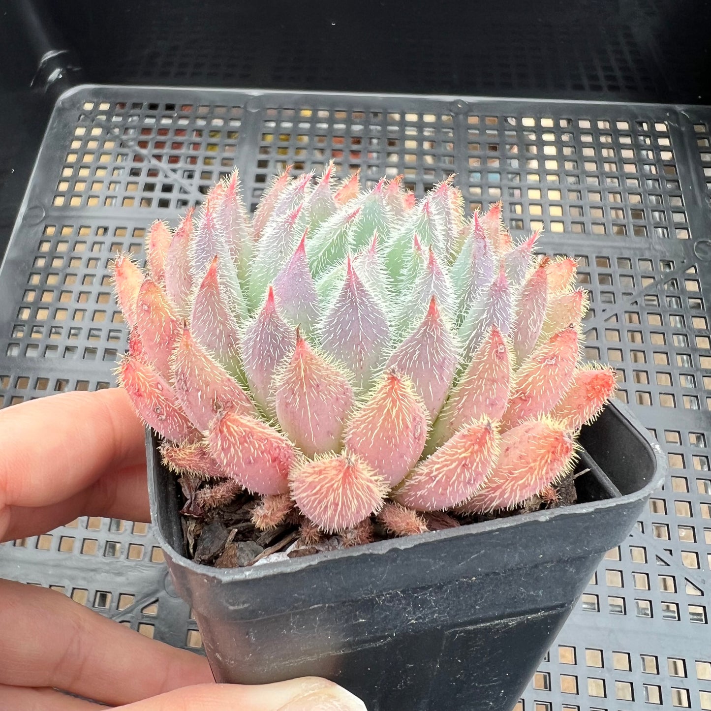 Echeveria Comet