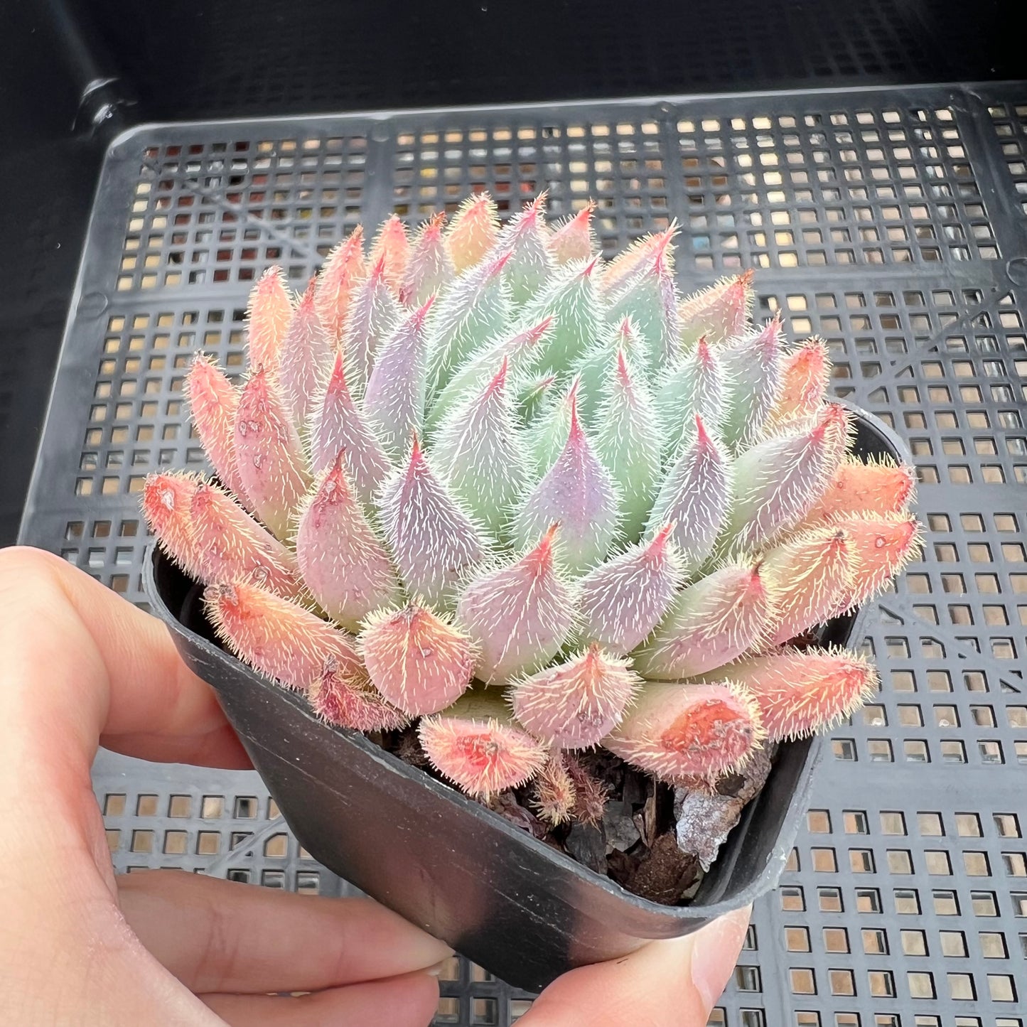 Echeveria Comet