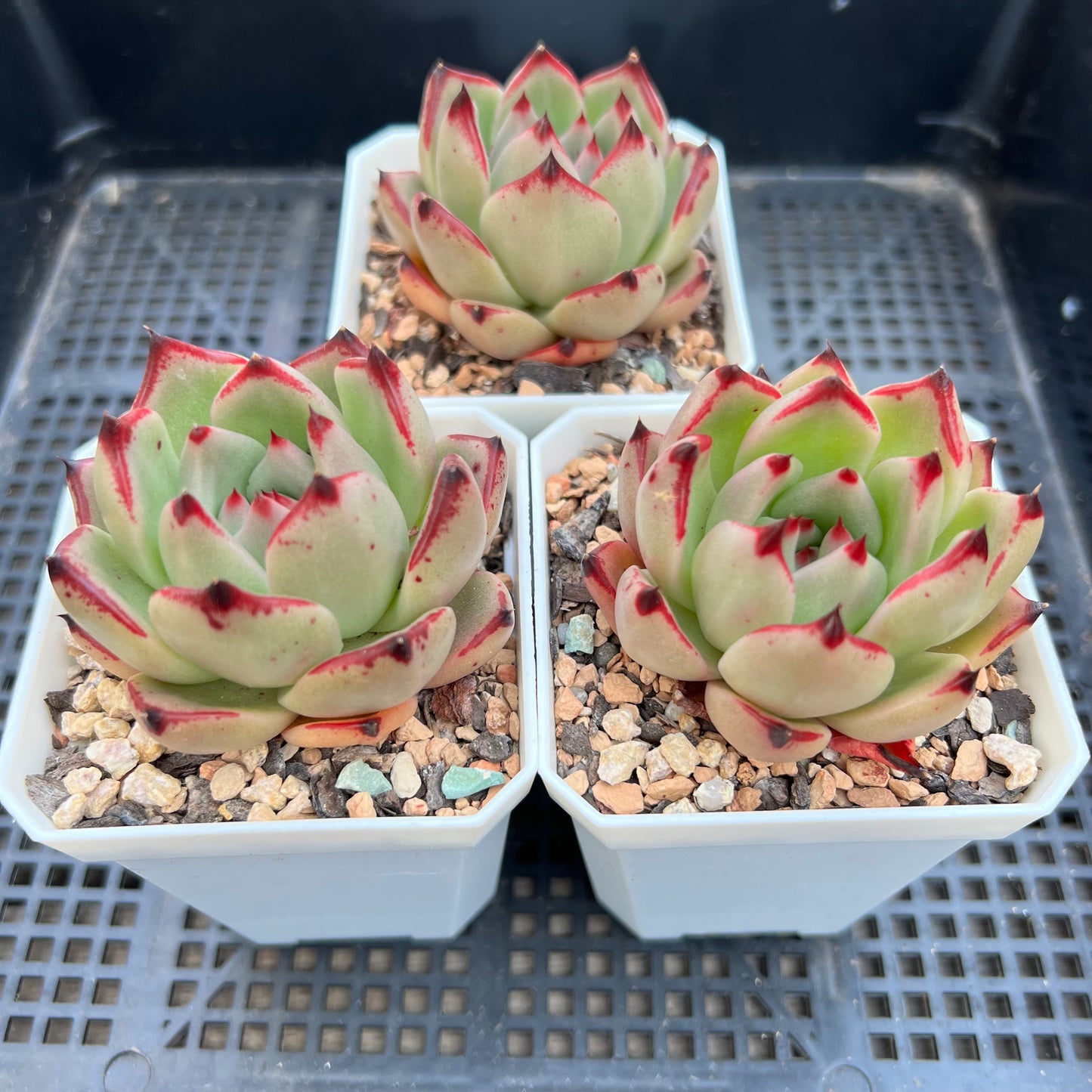 Echeveria Ebony (red edge)