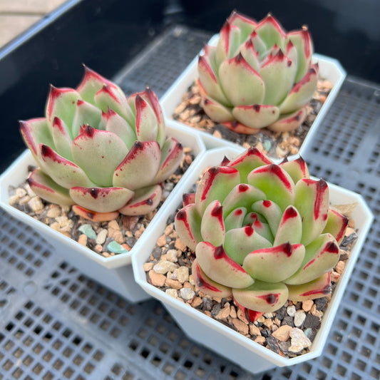 Echeveria Ebony (red edge)