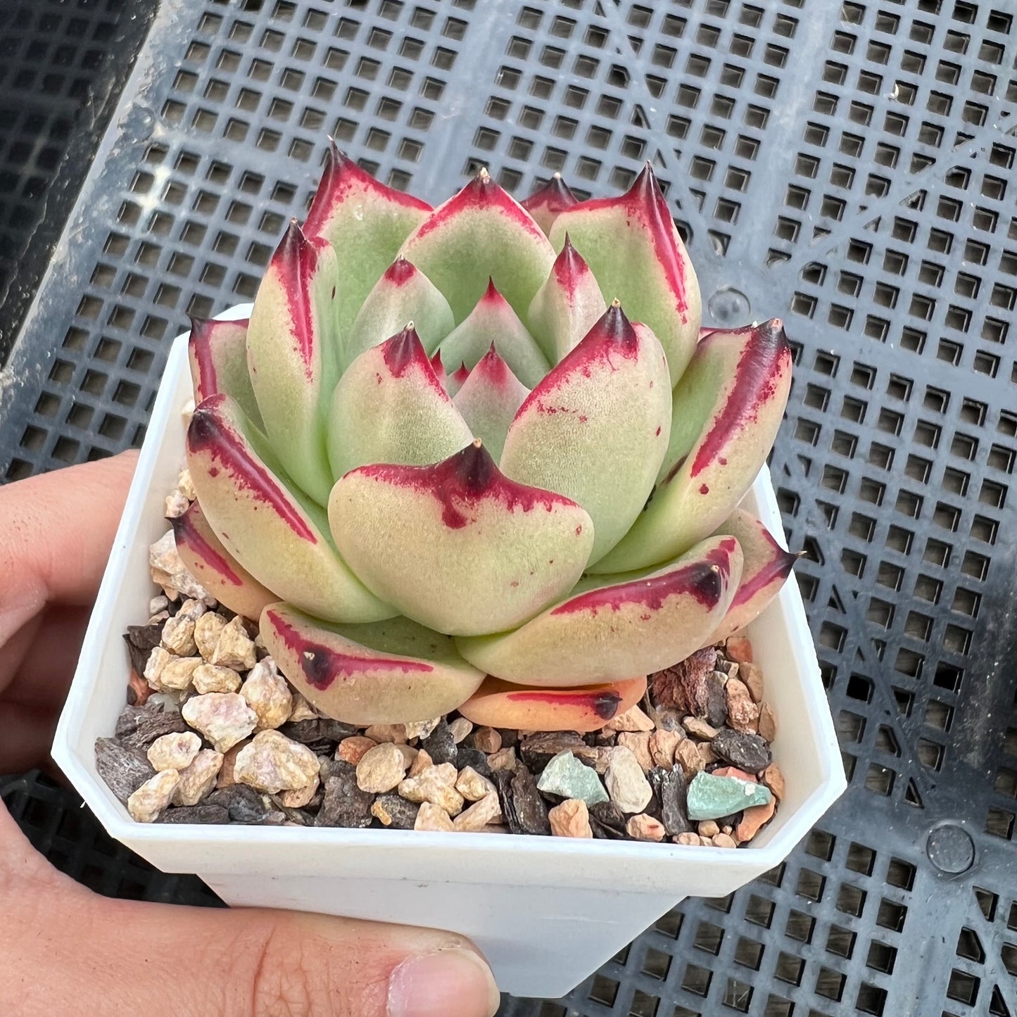 Echeveria Ebony (red edge)