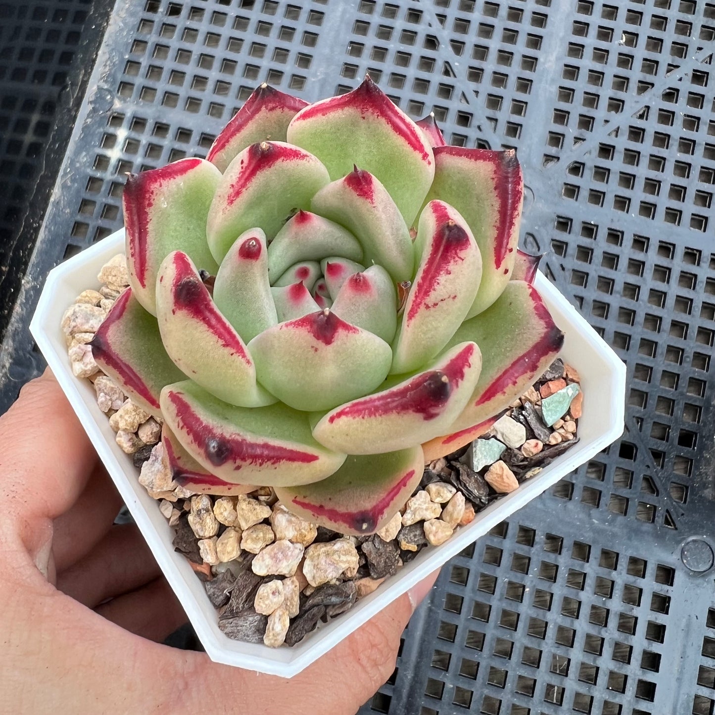 Echeveria Ebony (red edge)