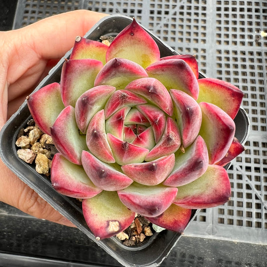 Echeveria Fire Pillar