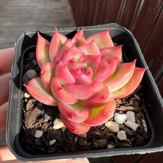 Echeveria Agavoides Floridity
