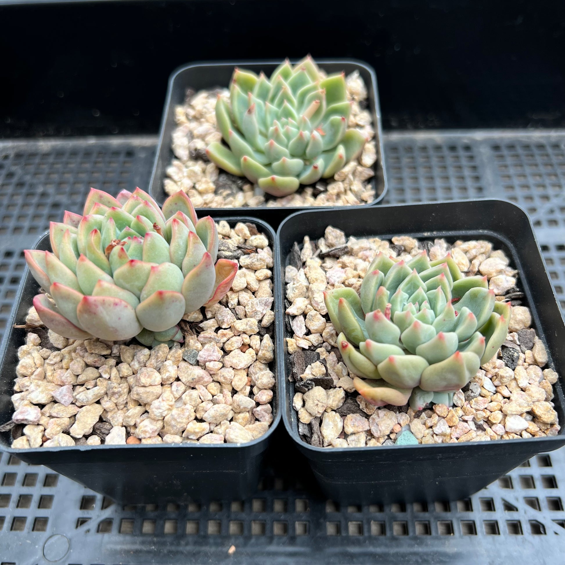 goblin succulent Echeveria Goblin