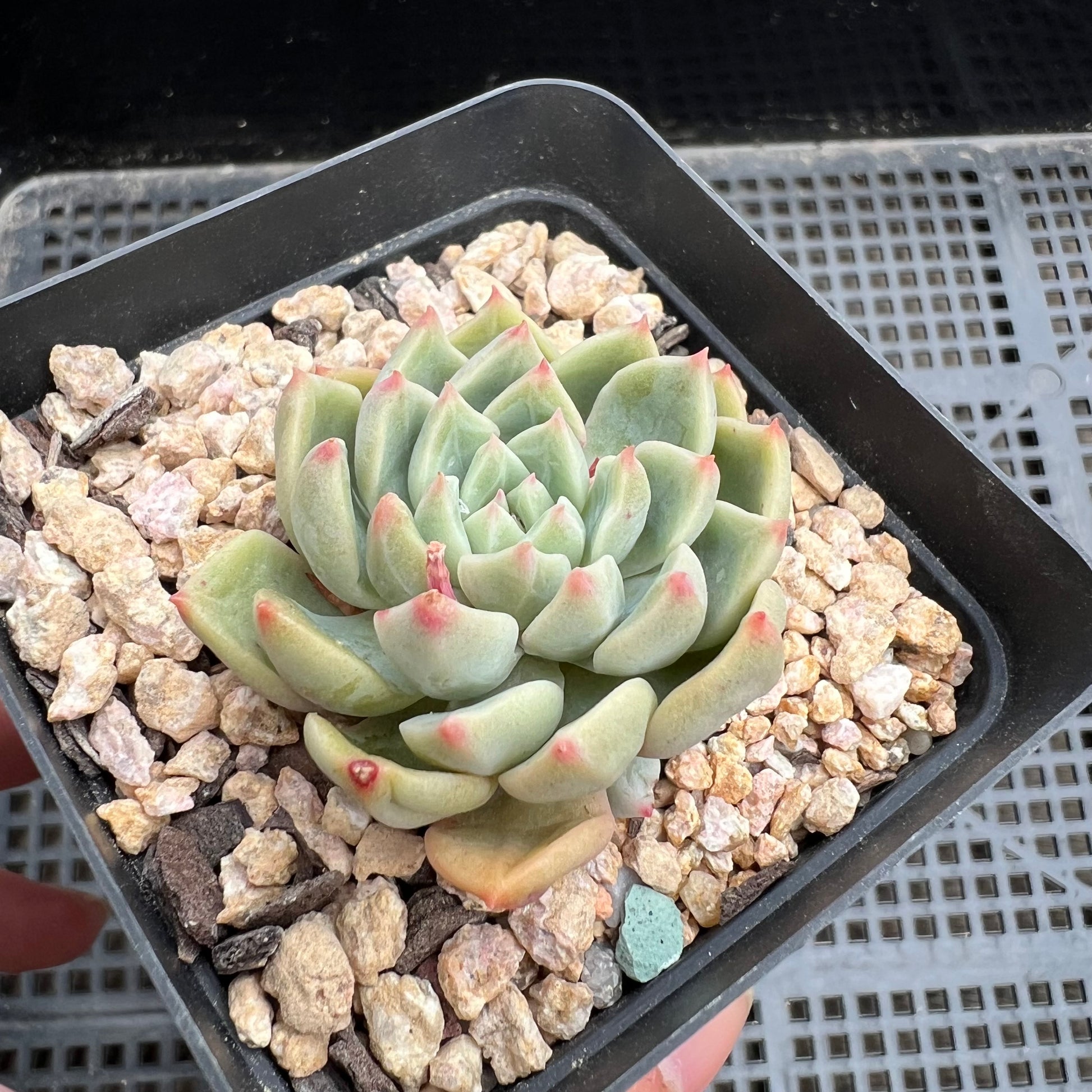 goblin succulent Echeveria Goblin