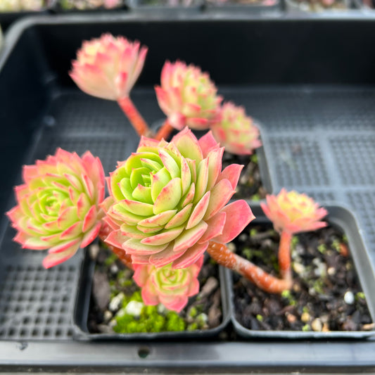 Sedeveria Green Rose (Cutting*)