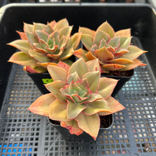 Echeveria Green Smile