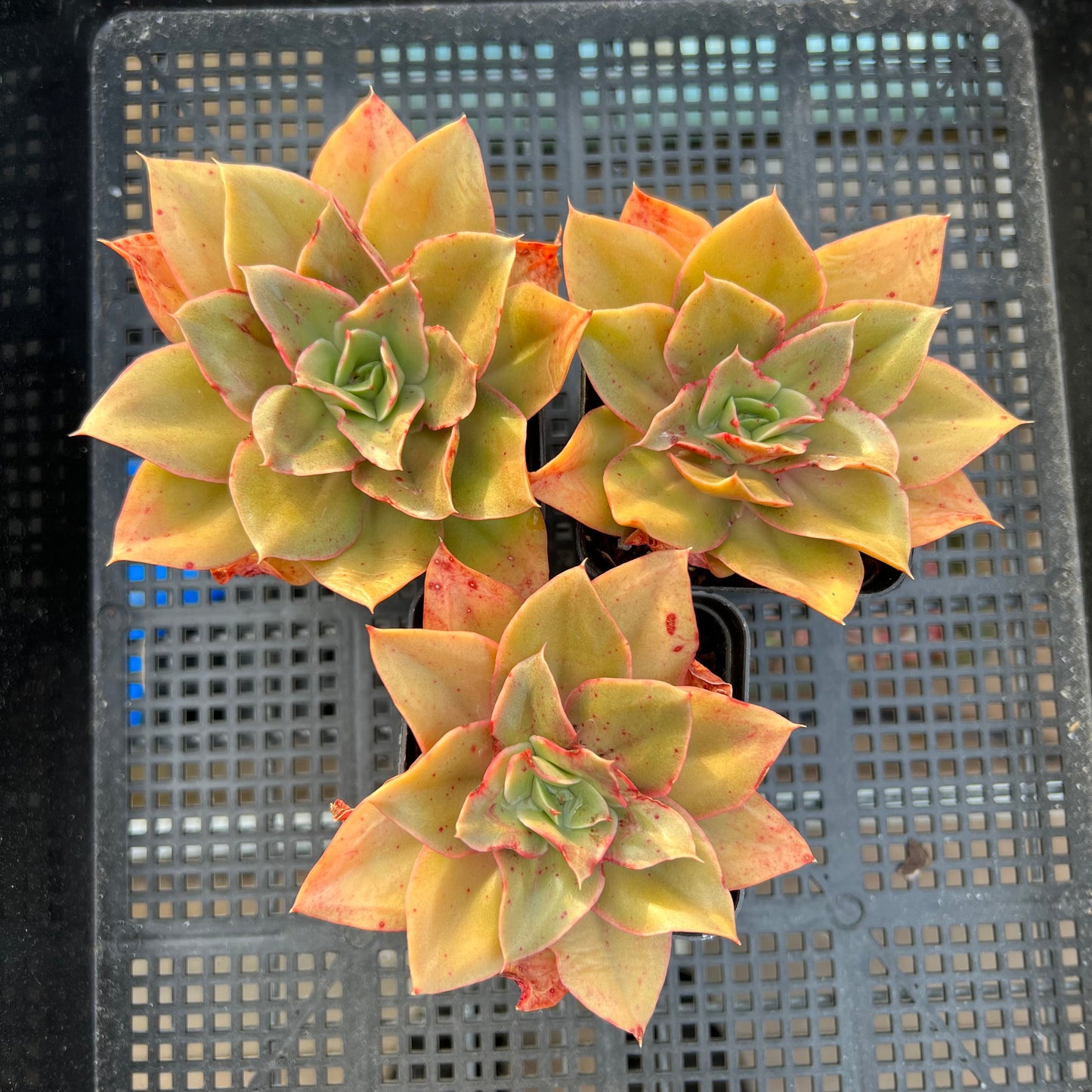 Echeveria Green Smile