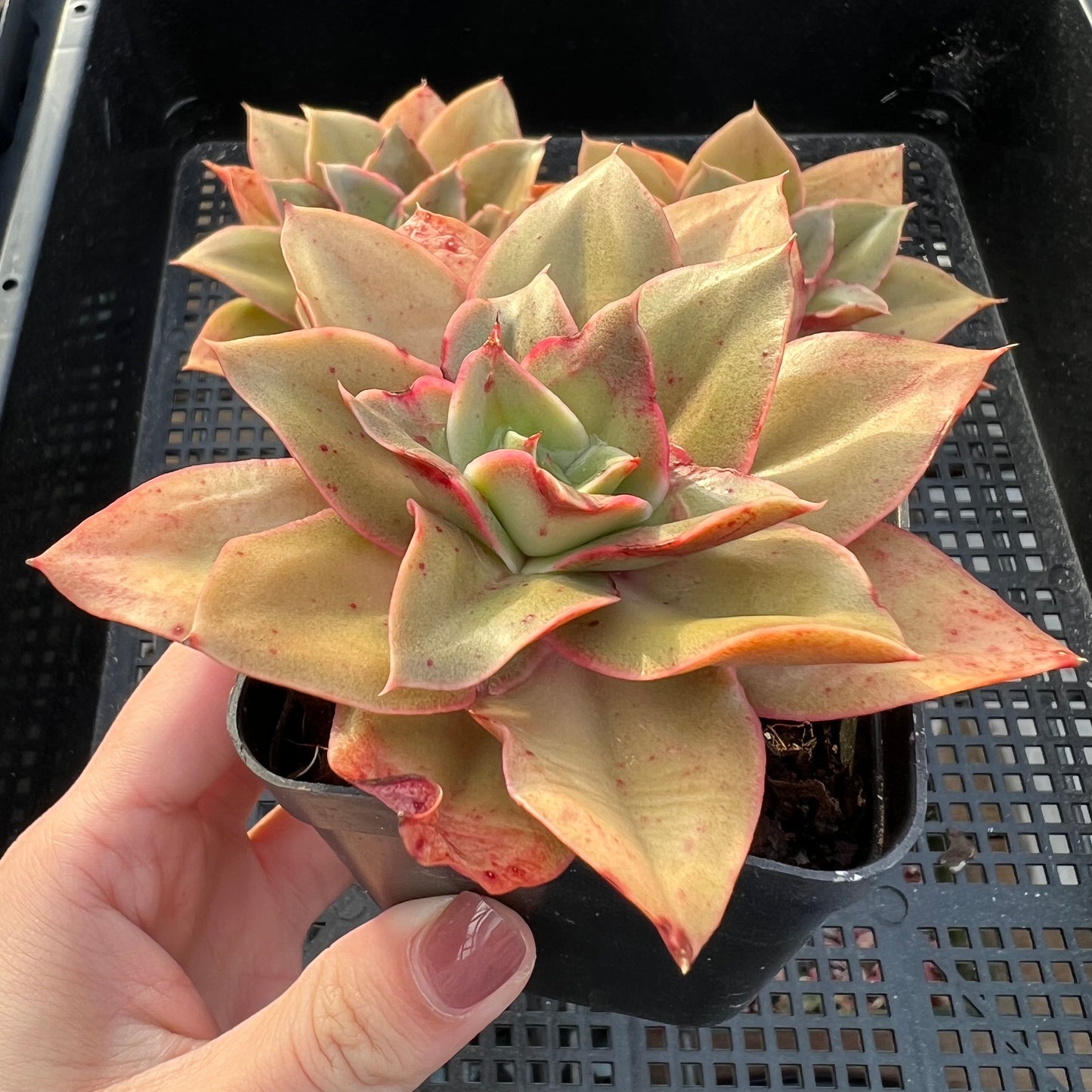 Echeveria Green Smile