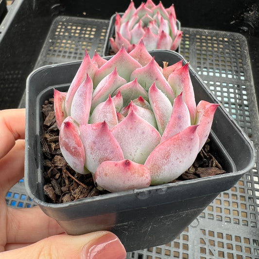 Echeveria Home Alone