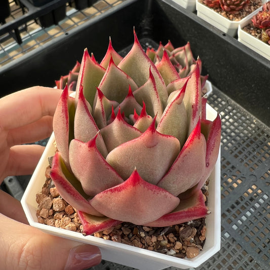 Echeveria Jade Star