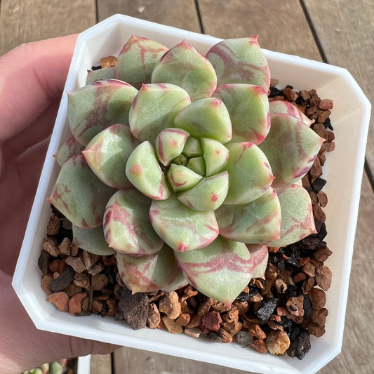Echeveria Jelly Jam