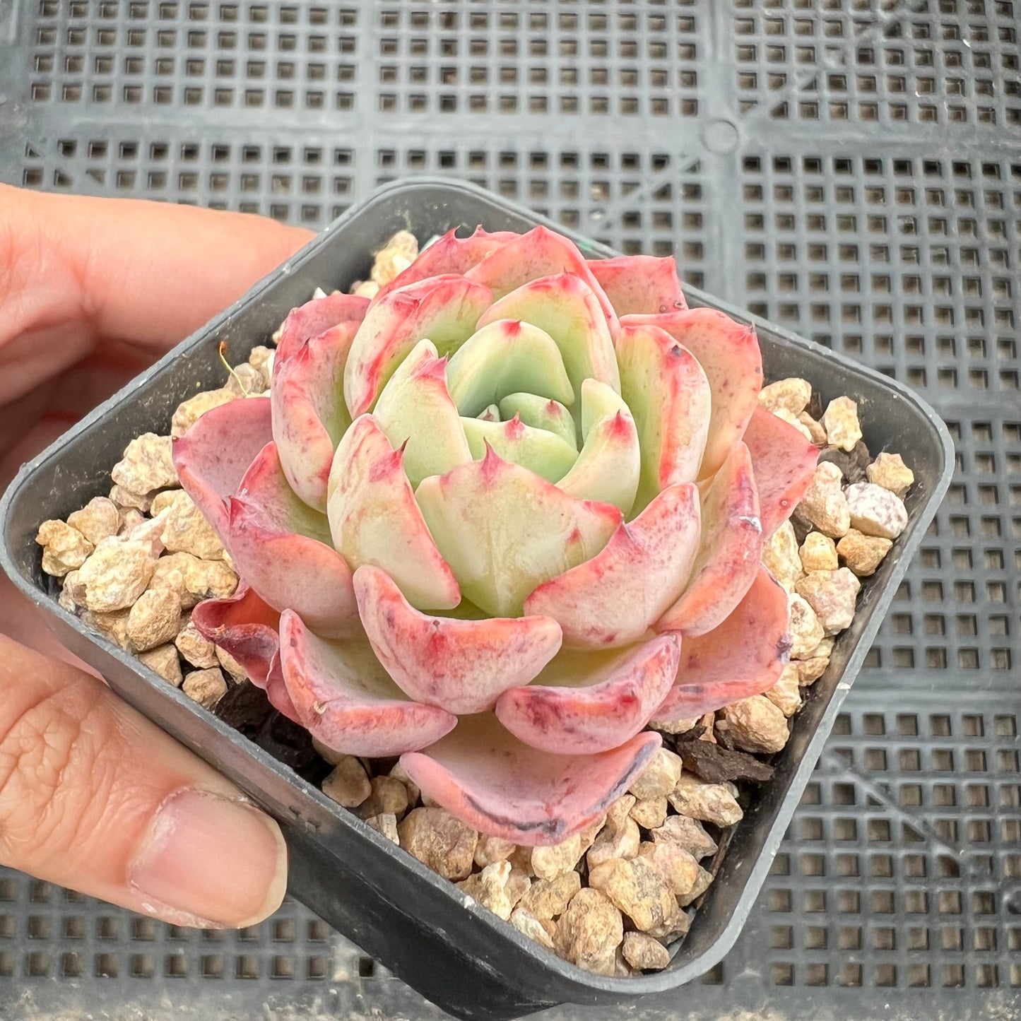 Echeveria Lara (Minima x Secund)