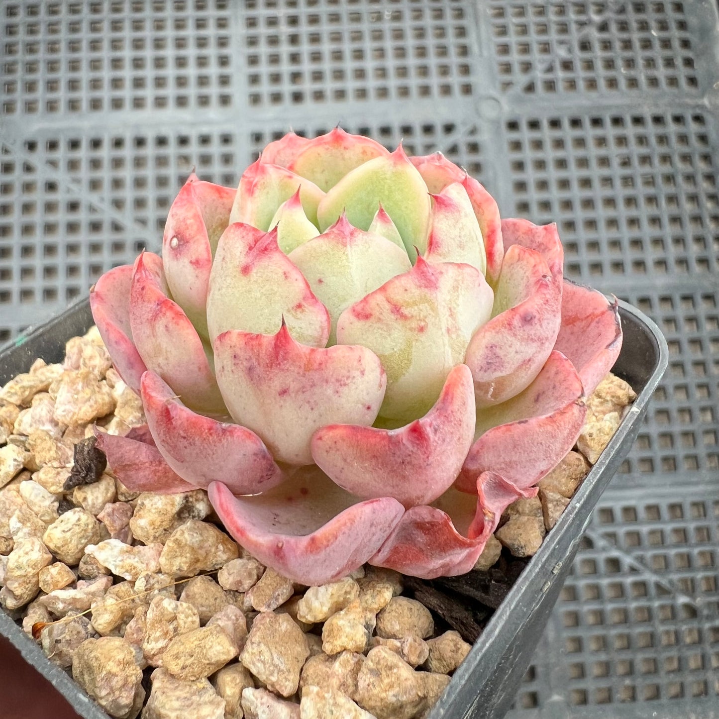 Echeveria Lara (Minima x Secund)