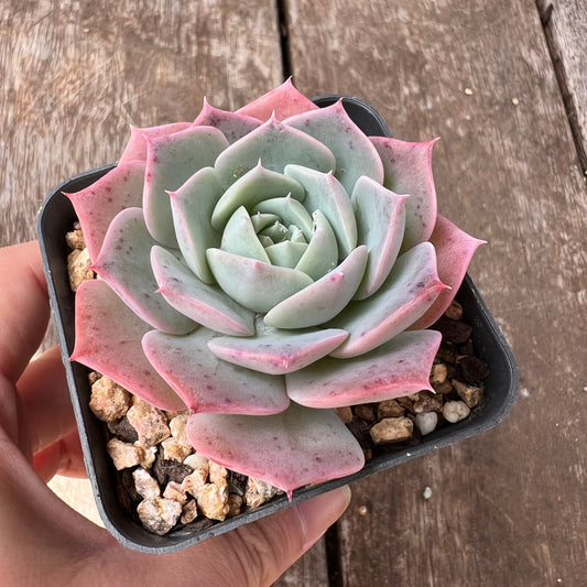 Echeveria Laui x Laulensis