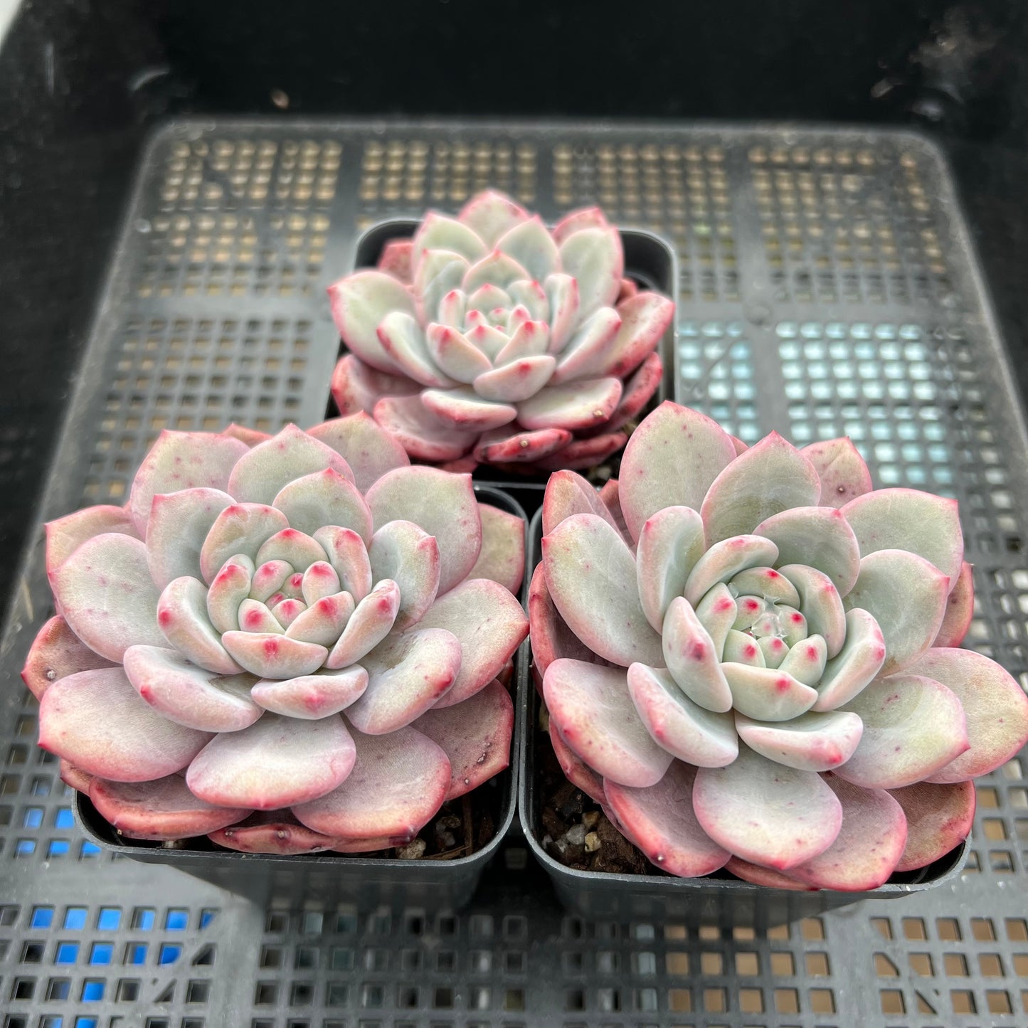 Echeveria Ling Snow