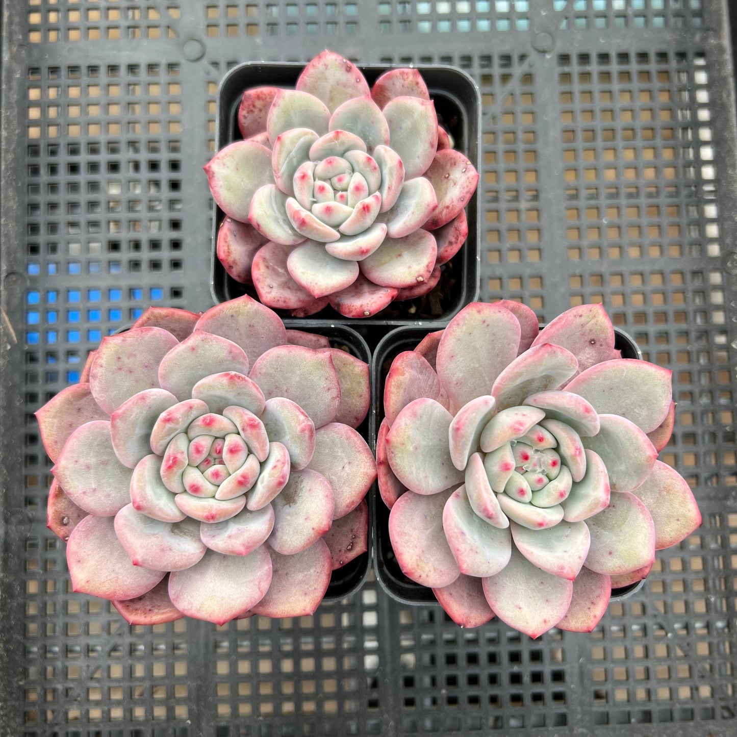 Echeveria Ling Snow