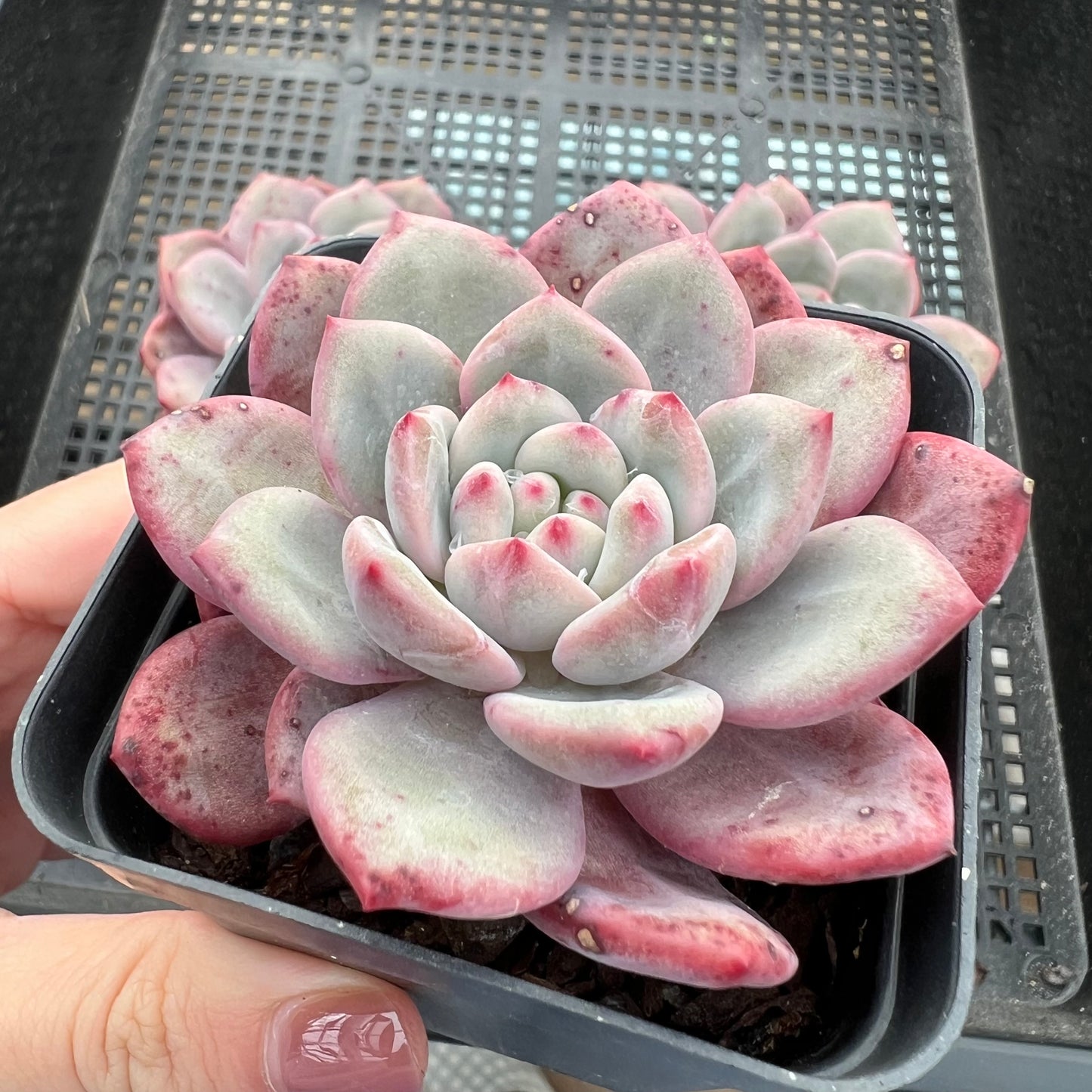 Echeveria Ling Snow