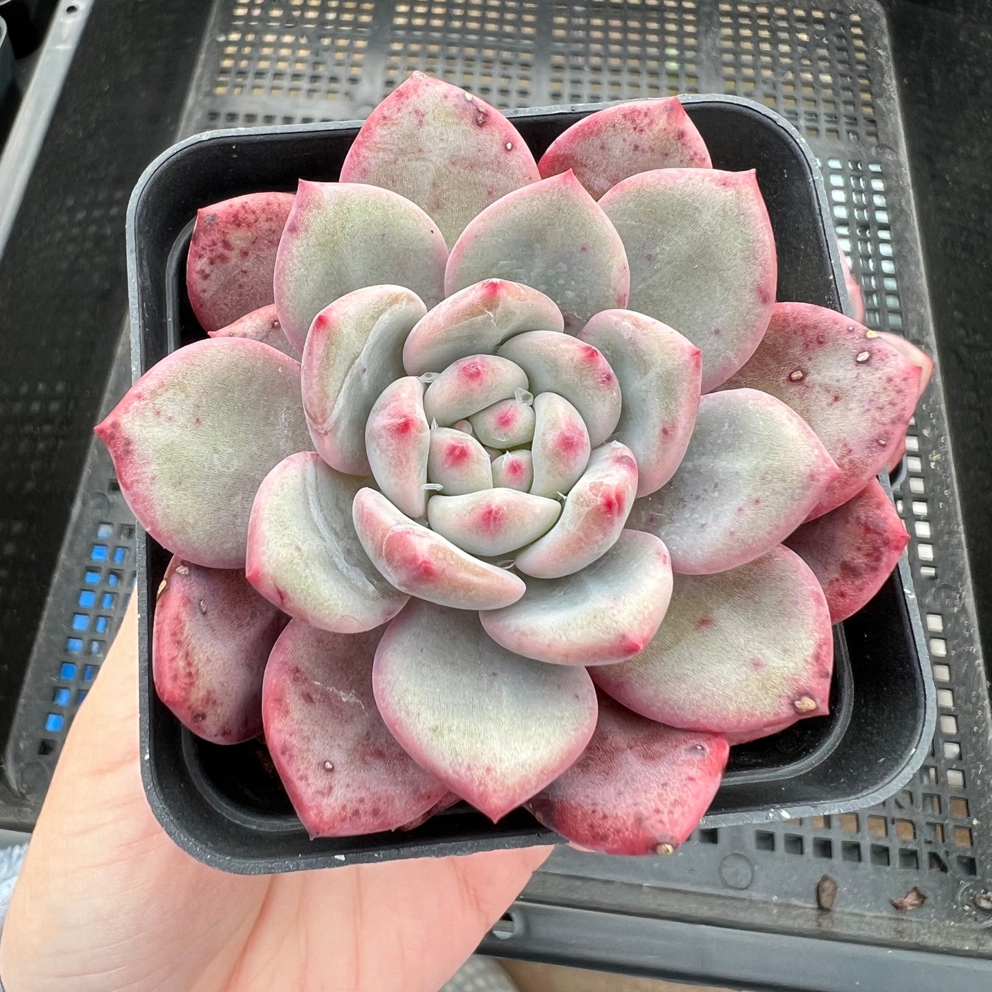 Echeveria Ling Snow