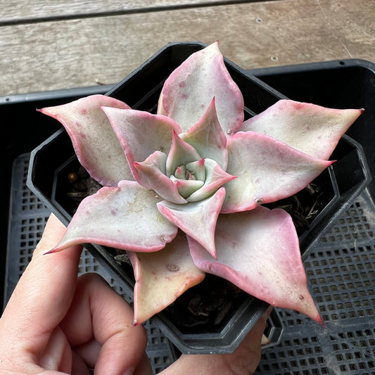 Echeveria Madiba / Pink lips
