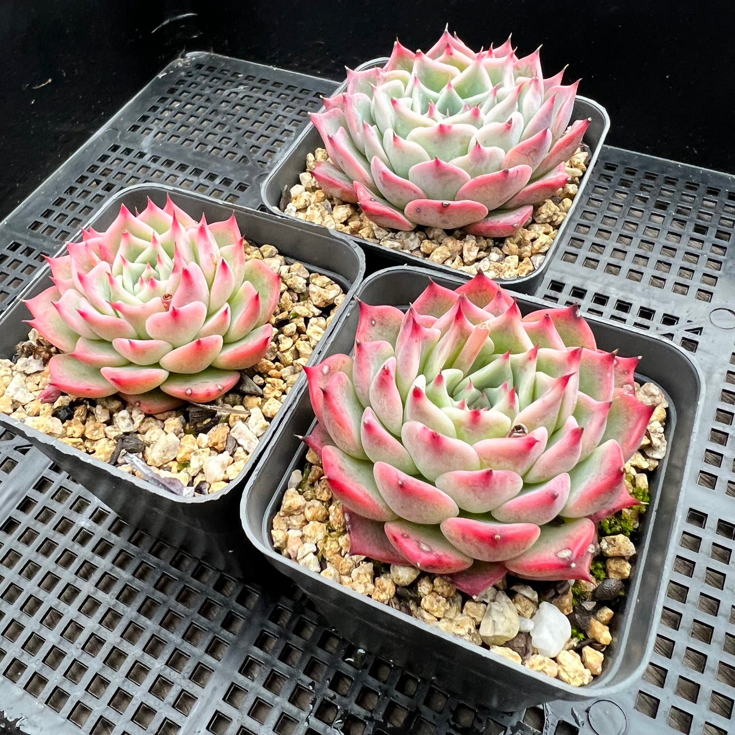 Echeveria Chihuahuensis hybrid 'Maria'