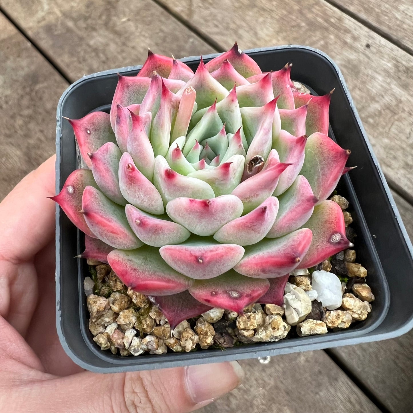 Echeveria Chihuahuensis hybrid 'Maria'