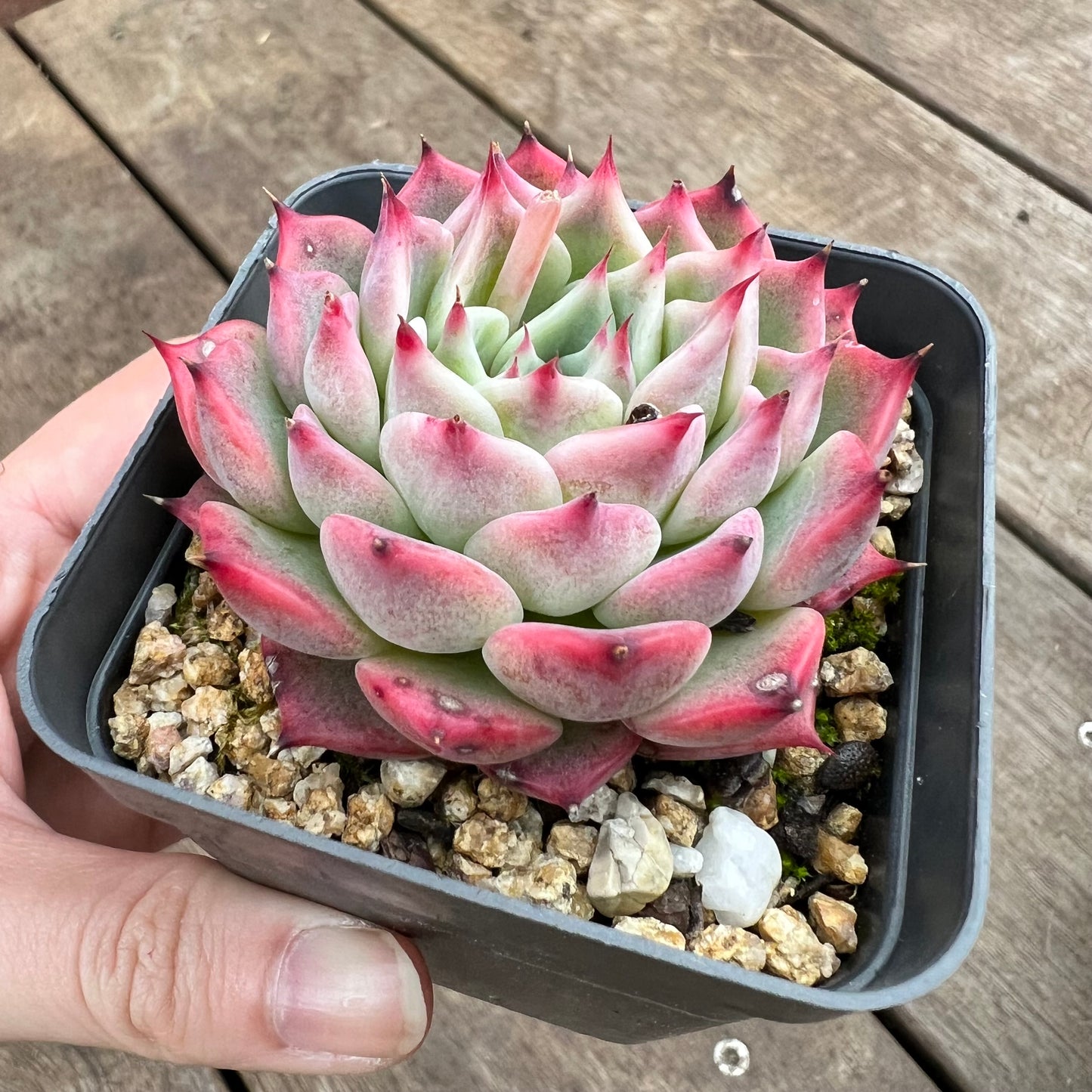 Echeveria Chihuahuensis hybrid 'Maria'