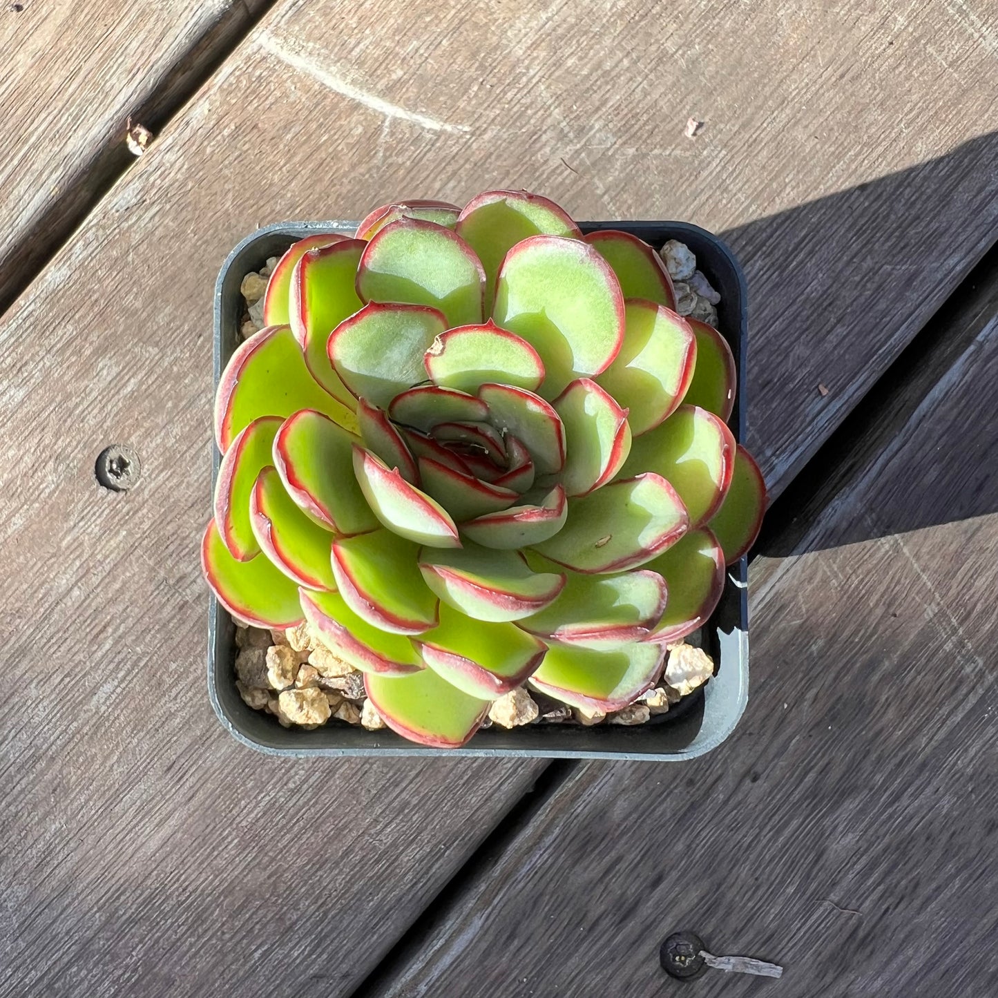 Echeveria Mexican Pulidonis