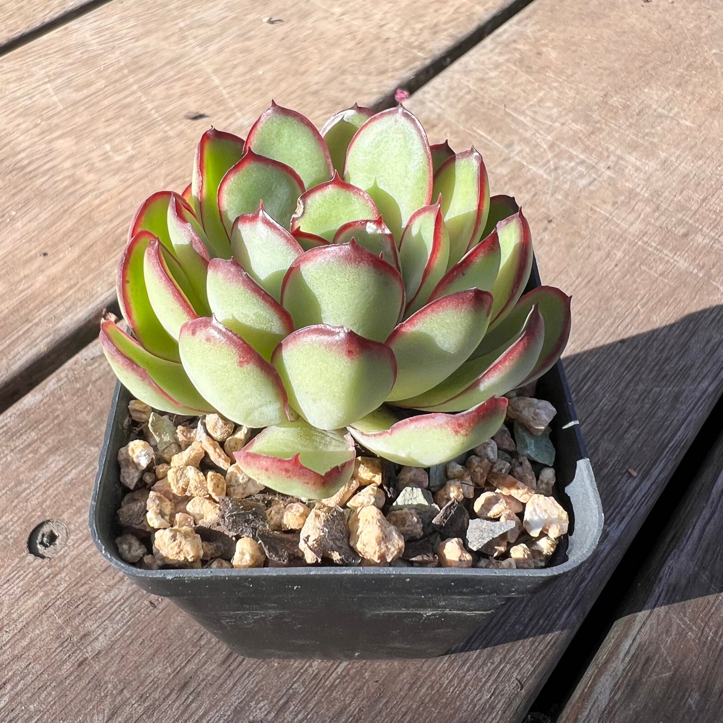 Echeveria Mexican Pulidonis