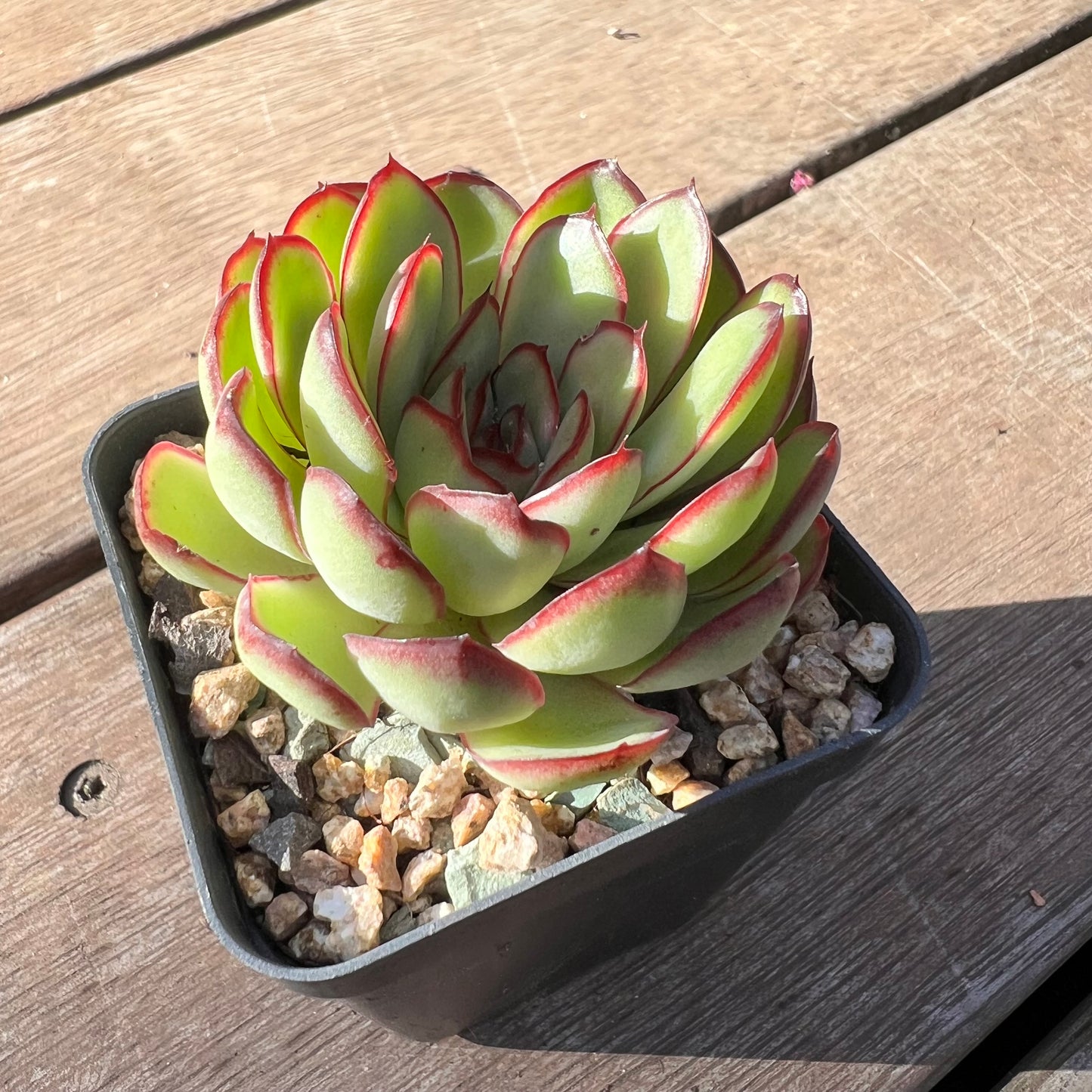 Echeveria Mexican Pulidonis