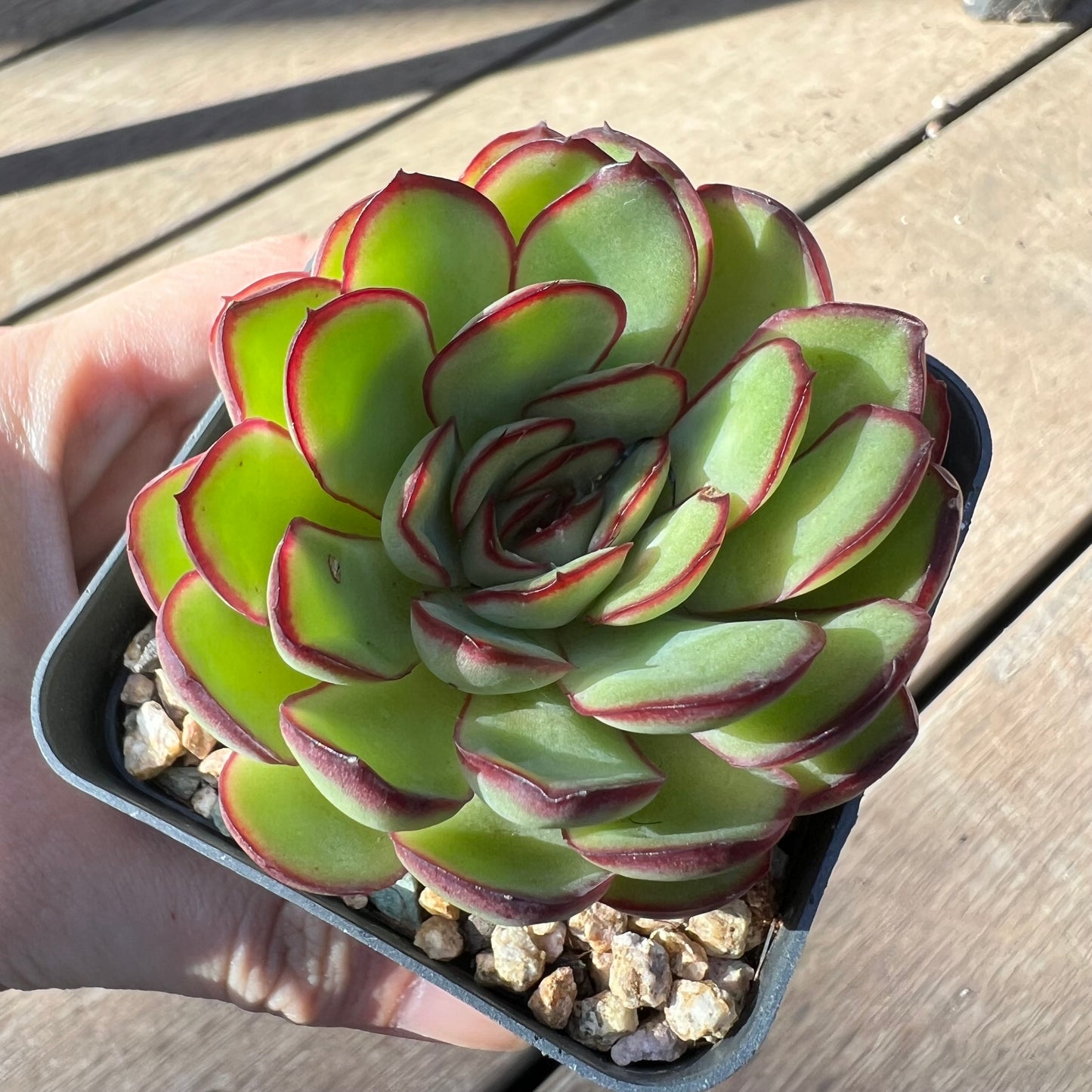 Echeveria Mexican Pulidonis