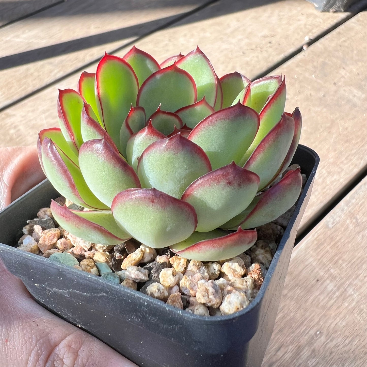 Echeveria Mexican Pulidonis