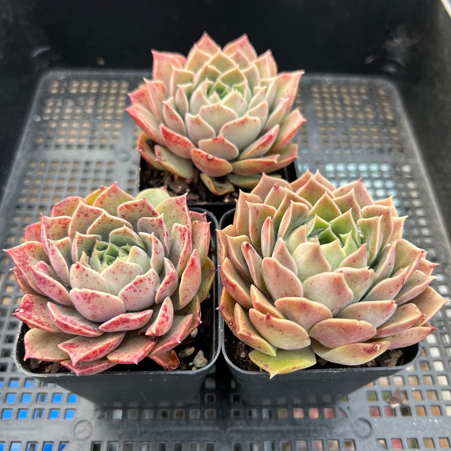 Echeveria Mohican