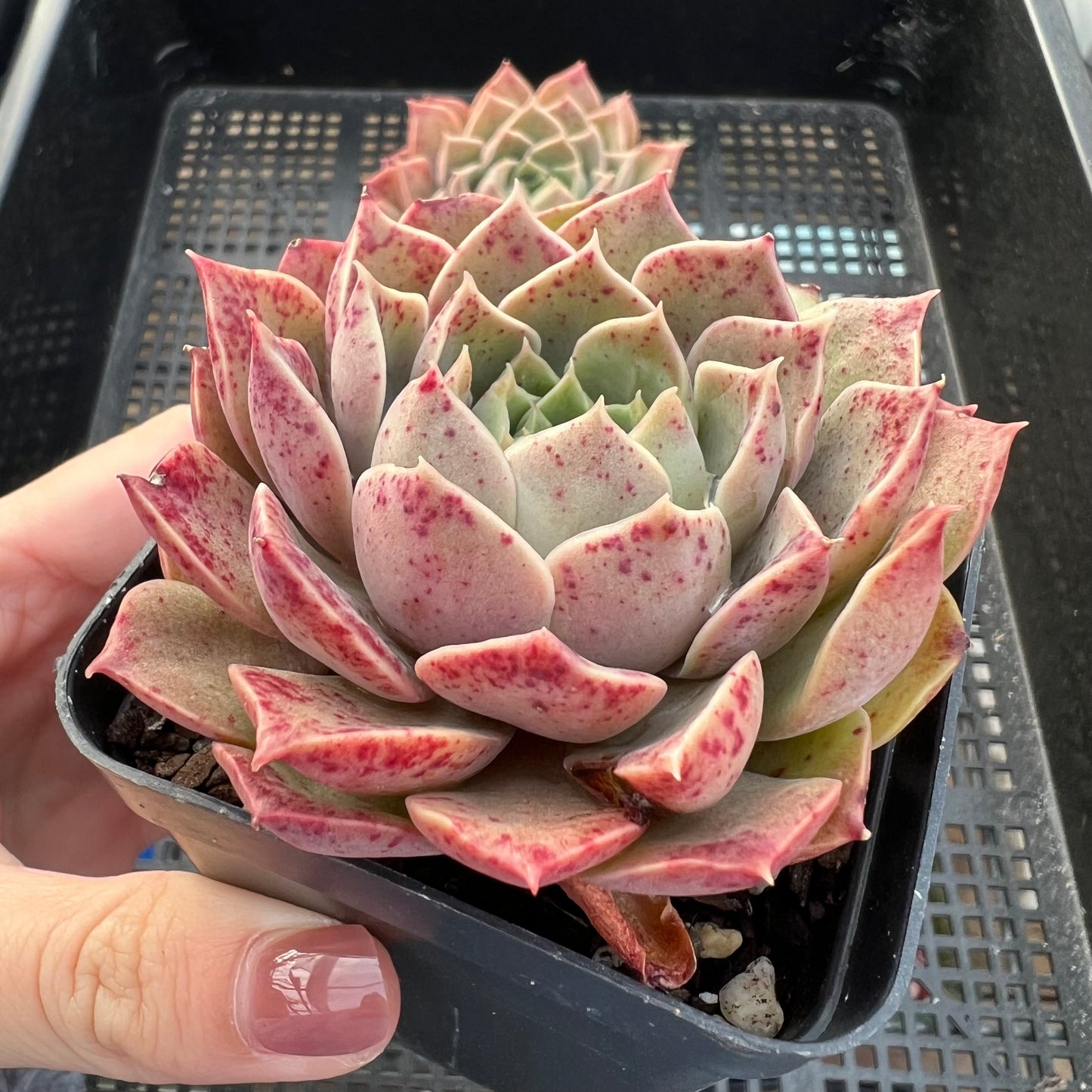 Echeveria Mohican