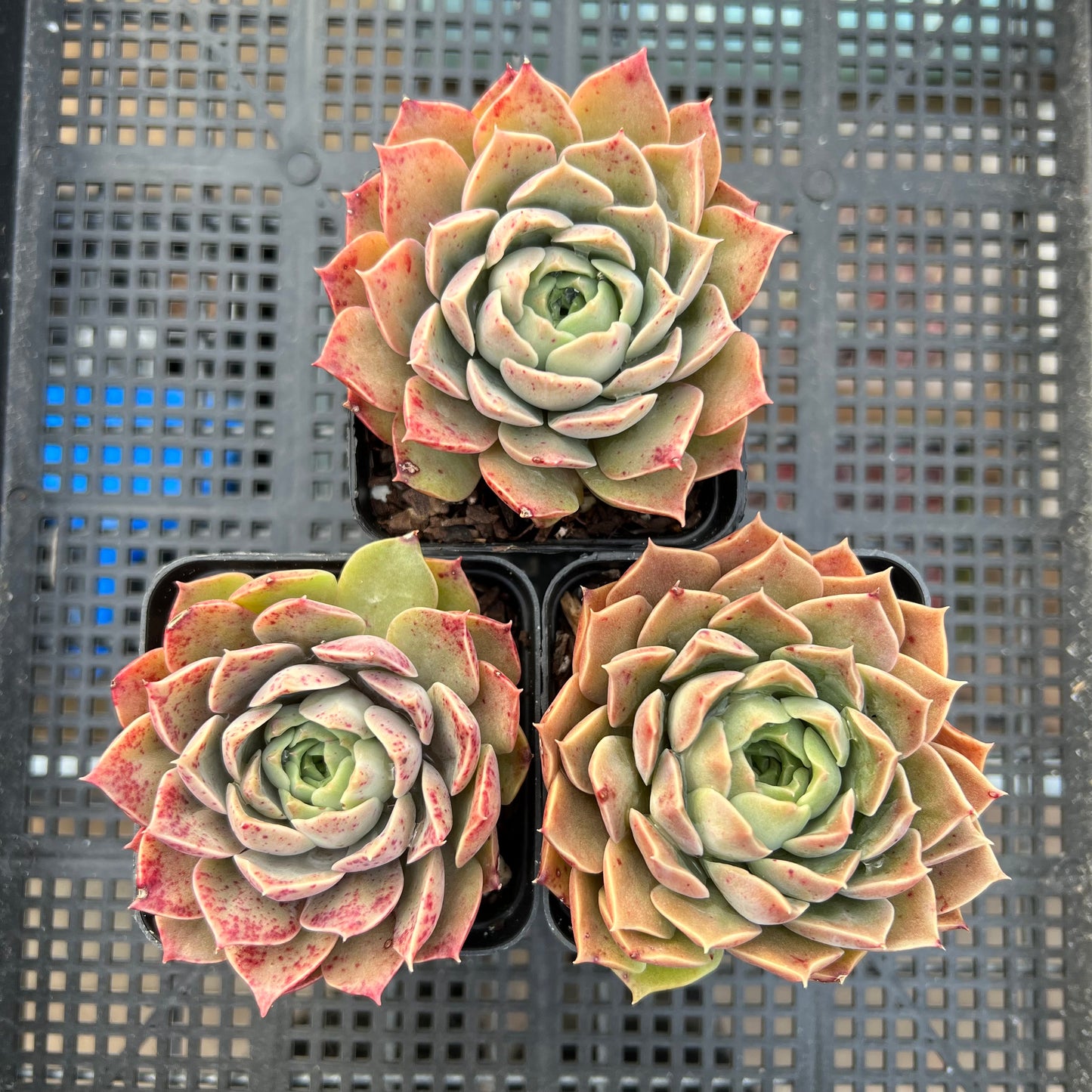 Echeveria Mohican