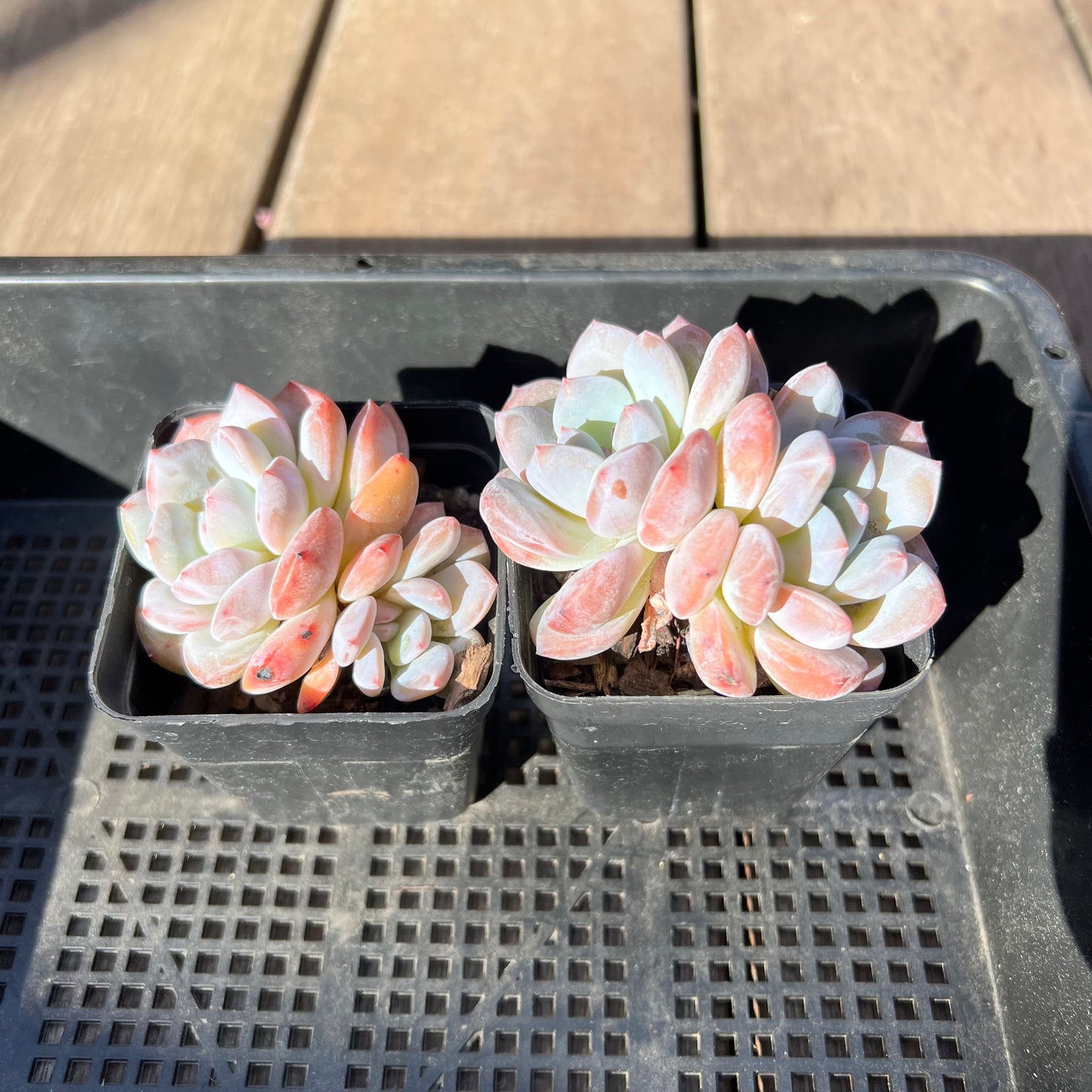 Echeveria Orange Monroe