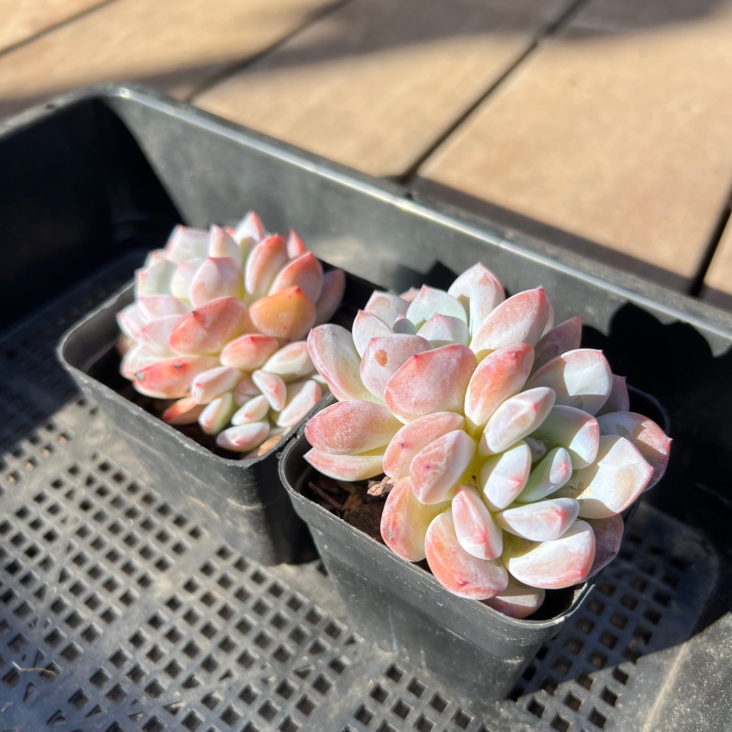 Echeveria Orange Monroe