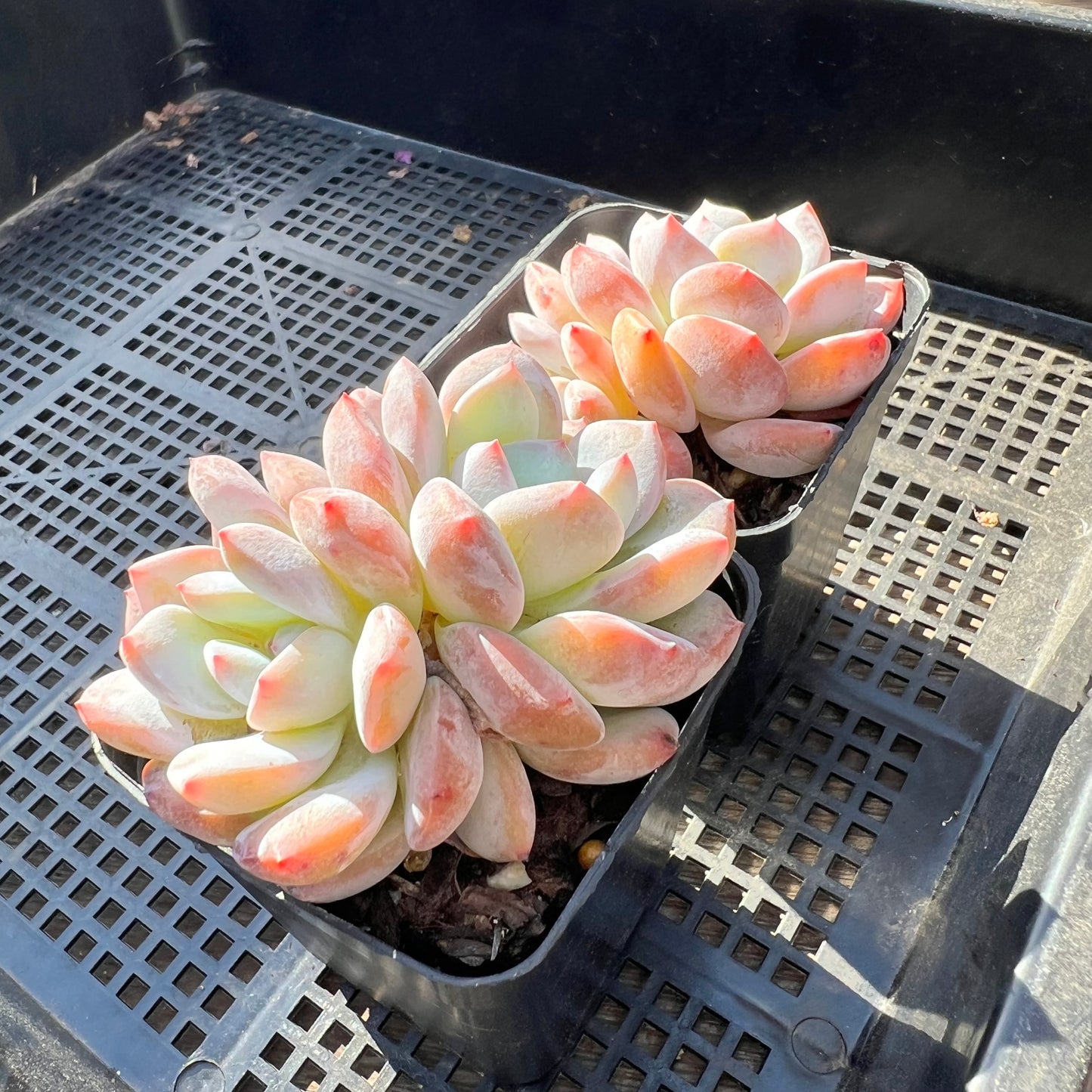 Echeveria Orange Monroe