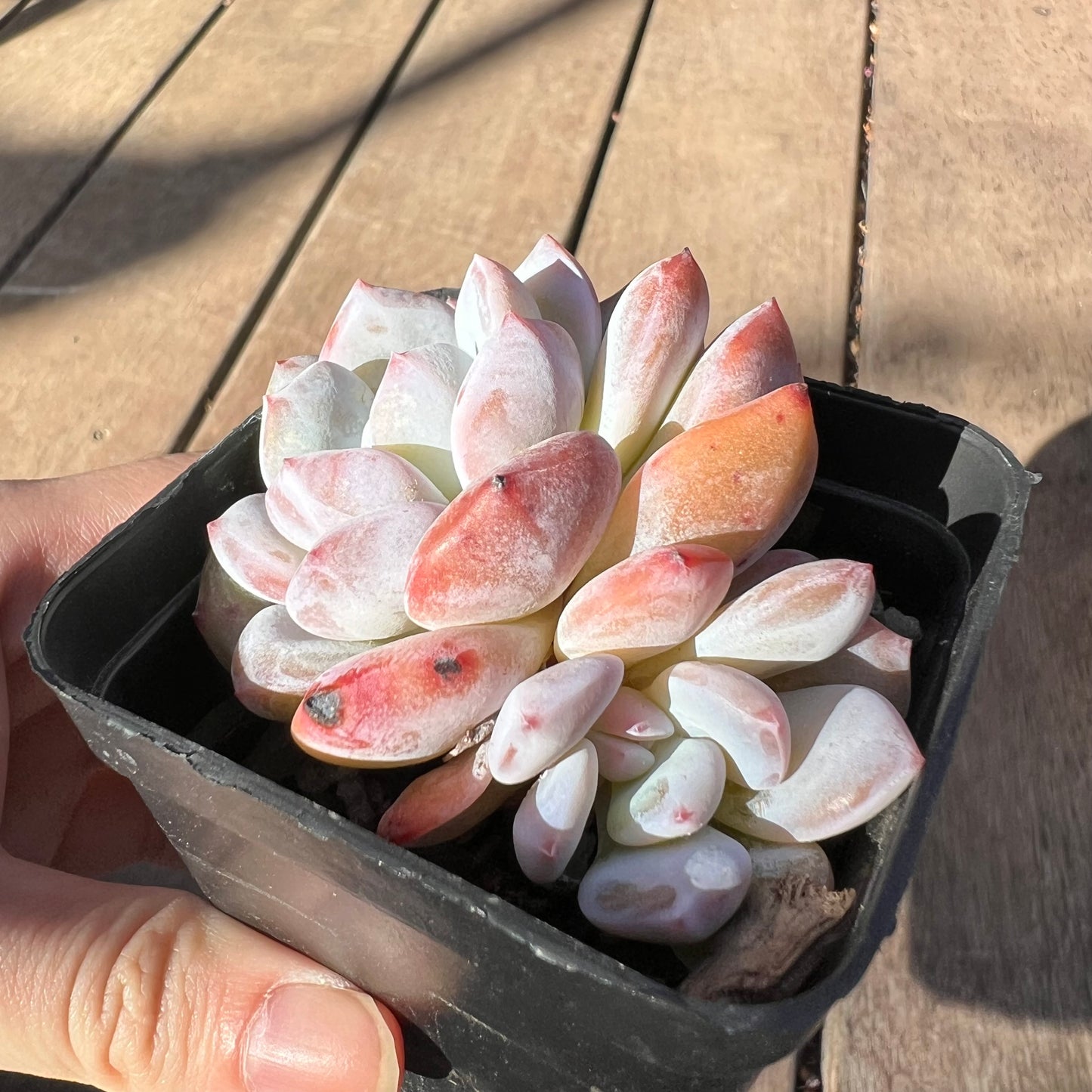 Echeveria Orange Monroe