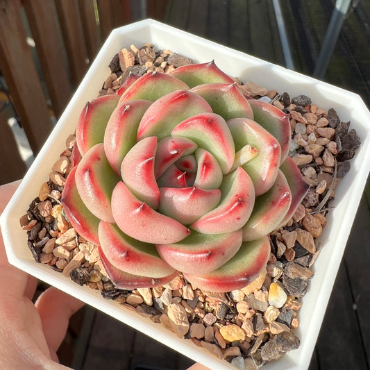 Echeveria 'Mont Blanc' Korean Form