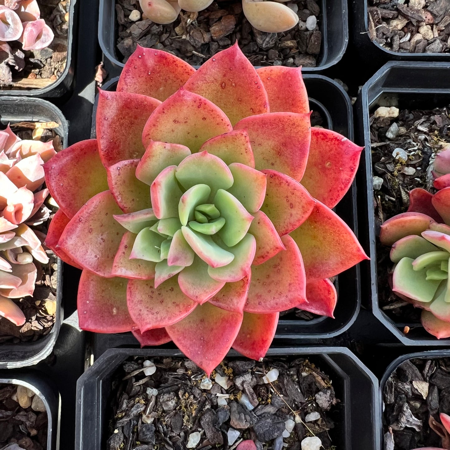 Echeveria Noble Red