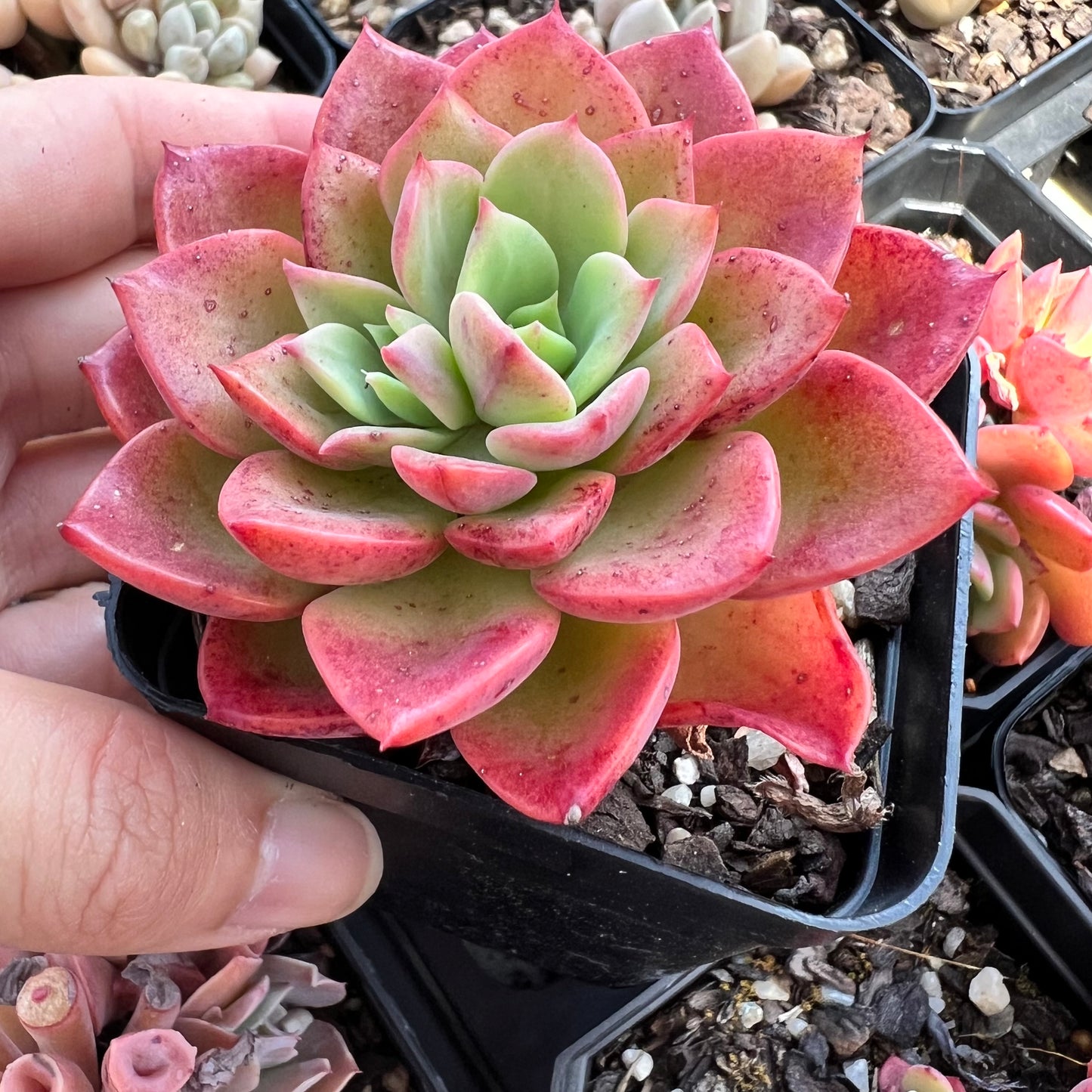 Echeveria Noble Red