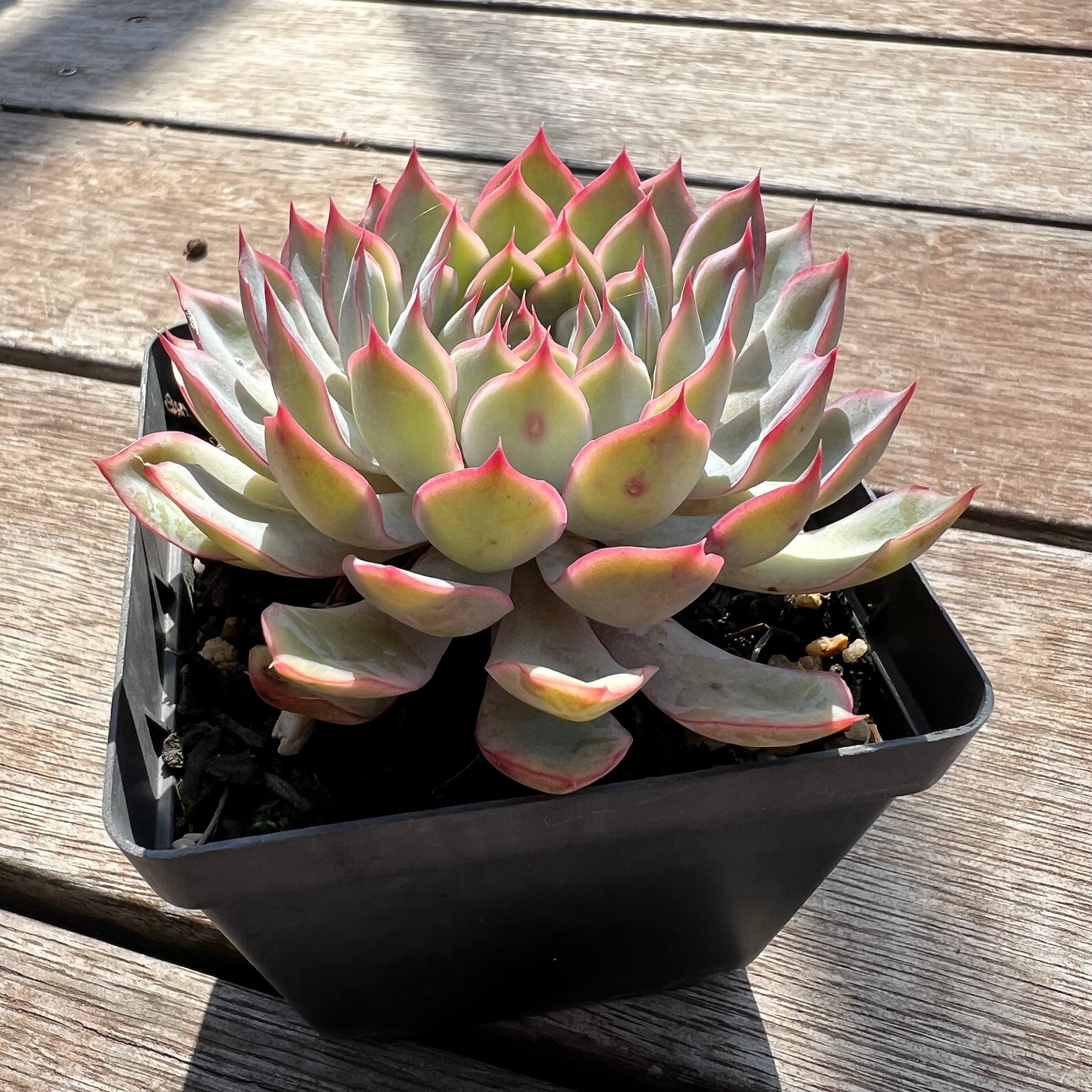 0204 Echeveria Pink Edge – Bella Succulent Garden