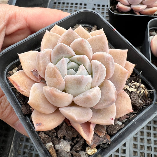 Echeveria Pink Rose